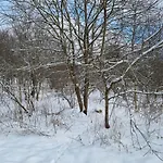 Rakké Kiefernweg * Winterberg