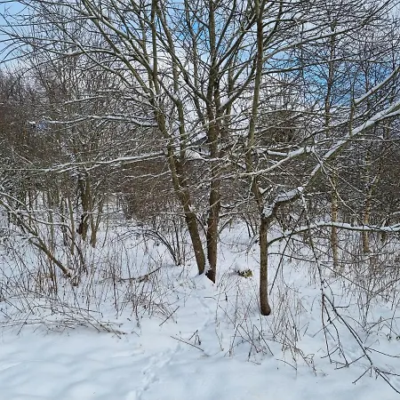 Rakke Kiefernweg * وينتربرغ